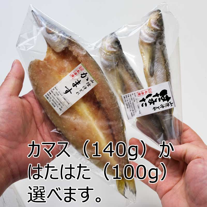 ハタハタかカマス