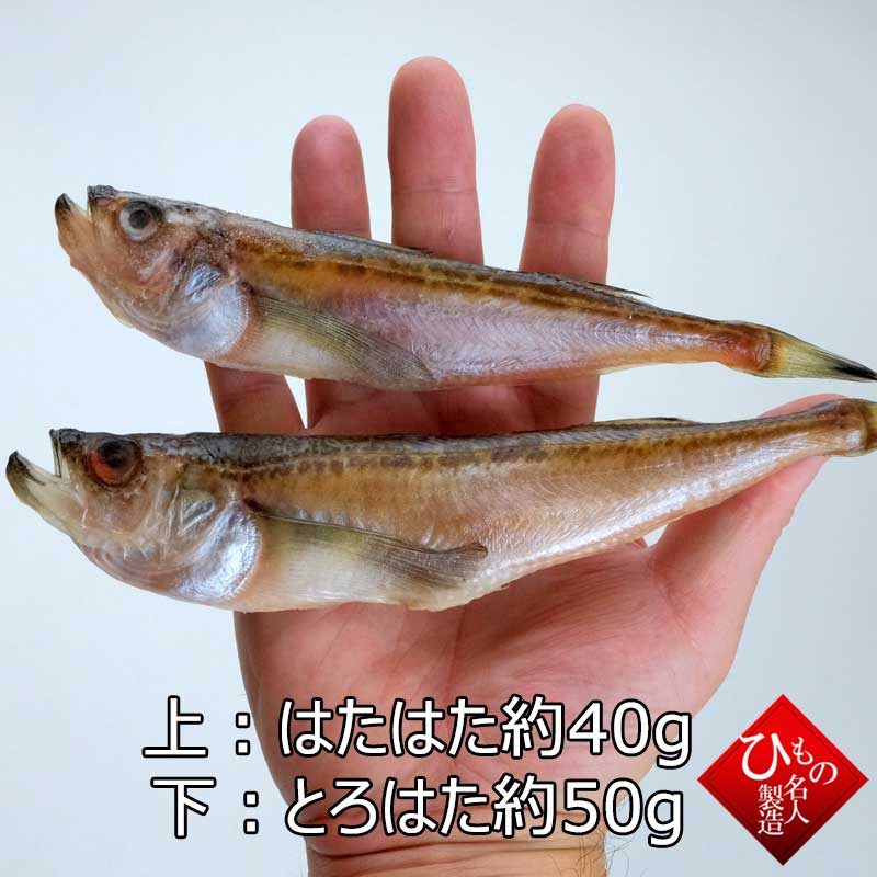 はたはたととろはた