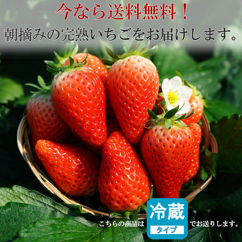 今なら送料無料