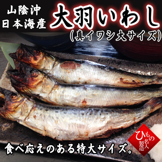 大羽いわし