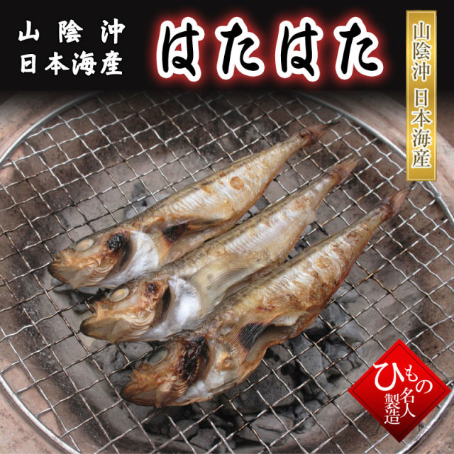 白はた ハタハタ